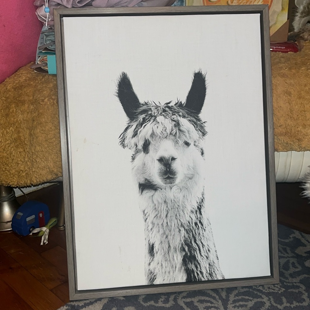 18” X 24” Sylvia Llama framed canvas used in good condition